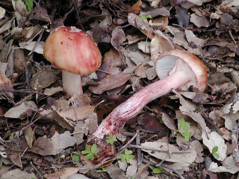 I tanti aspetti della Amanita rubescens